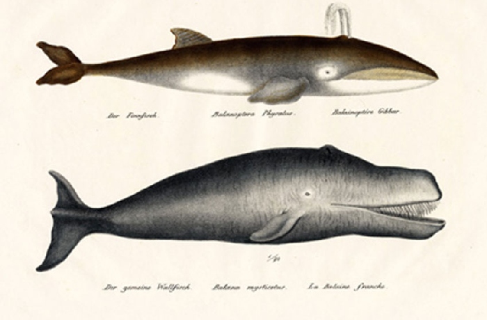 Historische illustraties uit de 19e eeuw van dieren