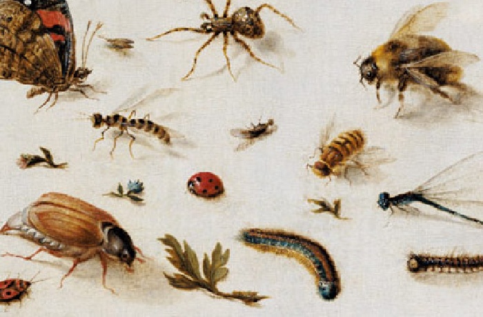 Verzameling insecten schilderijen en studies door bekende kunstenaars