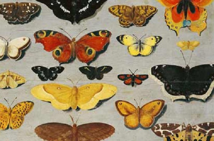 Verzameling vlinders van beroemde kunstenaars alsmede studie van vlinders