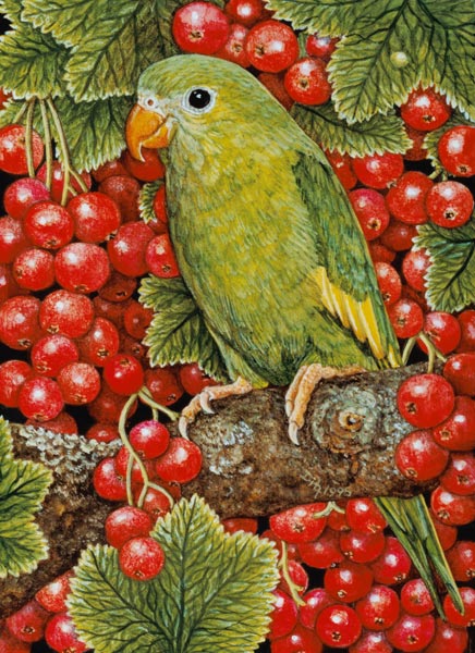 Redcurrant-Parakeet, 1995 (acrylic on panel)  van Ditz 