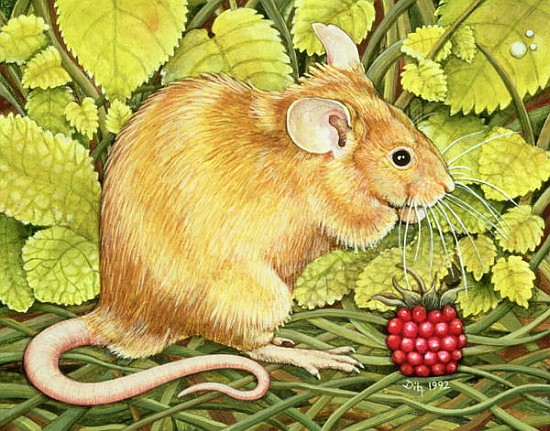 The Raspberry-Mouse  van Ditz 