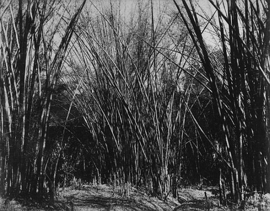 Bamboo Clump, Trinidad, c.1891 van English Photographer