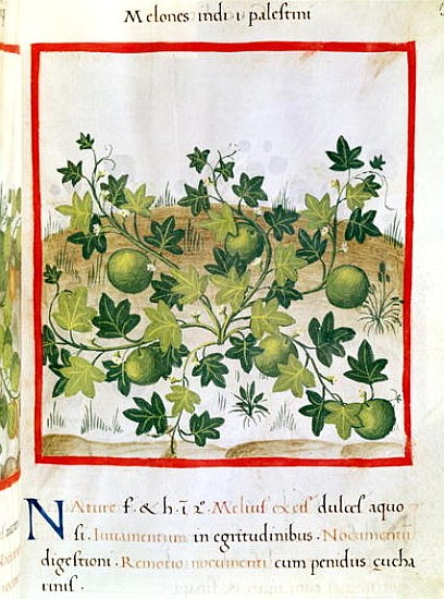 Ms 3054 fol.20 Melons, from ''Tacuinum Sanitatis'' van Italian School