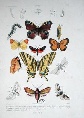 Various butterflies, from 'Dictionnaire Elementaire d'Histoire Naturelle', engraved by Felix, 1842 (