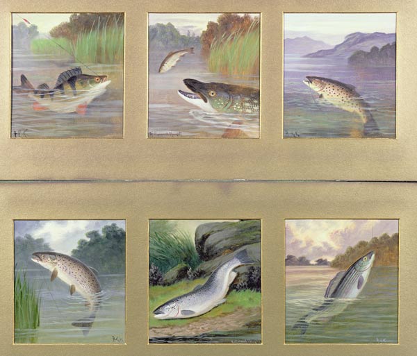 Selection of Fish Paintings van A. Roland Knight
