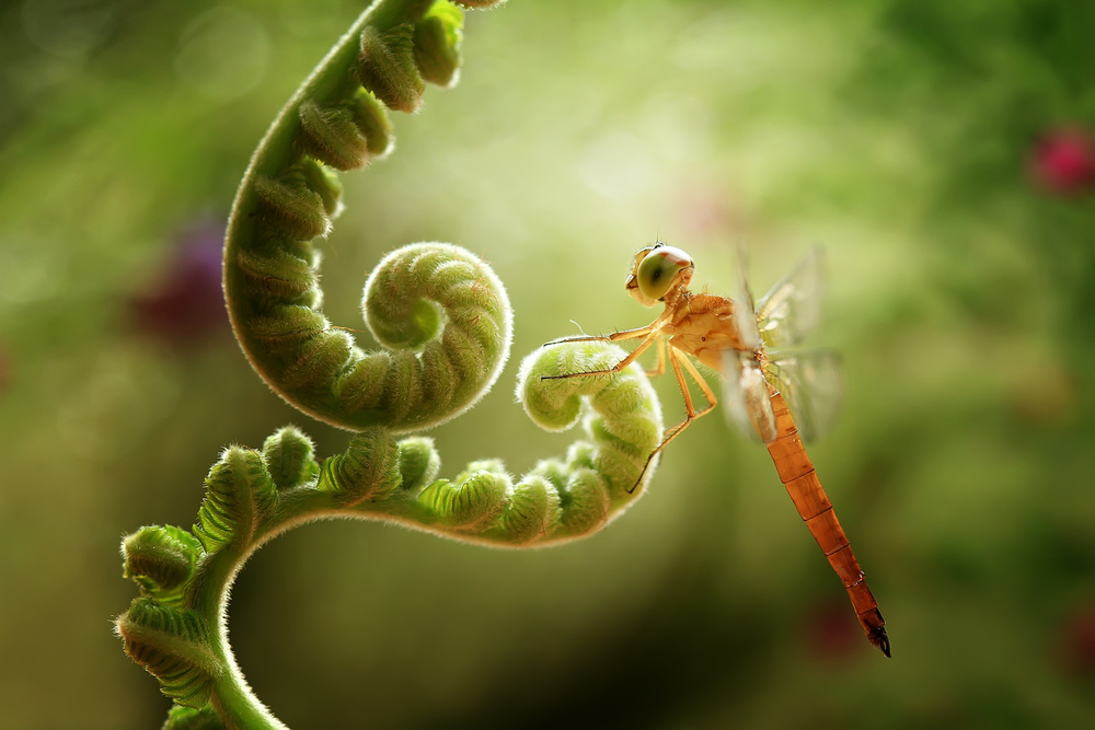 Ferns and Dragonflies van Abdul Gapur Dayak