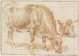 Grasendes Rind, rechts daneben ein Rinderkopf