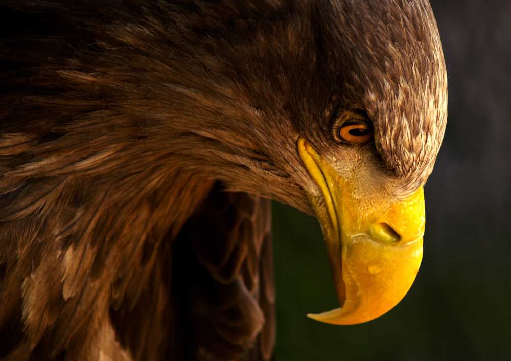 Eagle pursues prey van Adriana K.H.