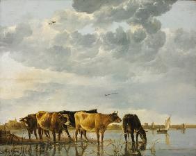 Koeien in de rivier 