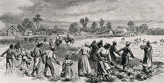 Labour in the Cotton Fields, Hoeing the Young Plants, illustration from ''Harper''s Weekly'', 1867,  van (after) Alfred R. Waud