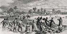 Labour in the Cotton Fields, Hoeing the Young Plants, illustration from ''Harper''s Weekly'', 1867, 