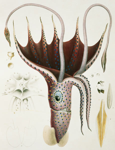 Squid, Pl.2 from ''Histoire Naturelle Generale et Particuliere des Cephalopodes Acetabuliferes'', pu van (after) Antoine Chazal