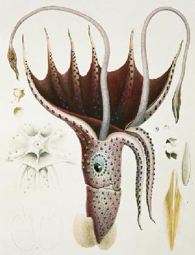 Squid, Pl.2 from ''Histoire Naturelle Generale et Particuliere des Cephalopodes Acetabuliferes'', pu