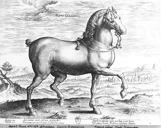 Equus Germanus van (after) Jan van der (Joannes Stradanus) Straet