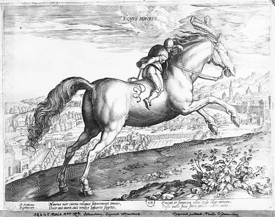 Equus Maurus van (after) Jan van der (Joannes Stradanus) Straet