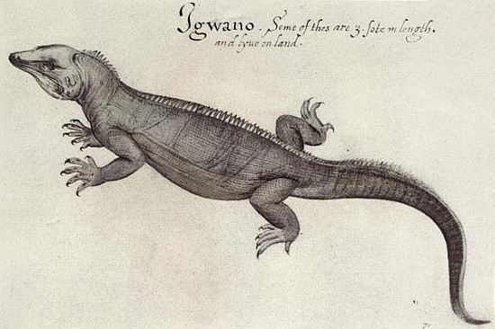 Iguana van (after) John White