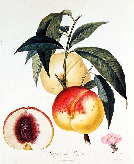 Pavie de Pompone; engraved by Bouquet van (after) Pierre Antoine Poiteau