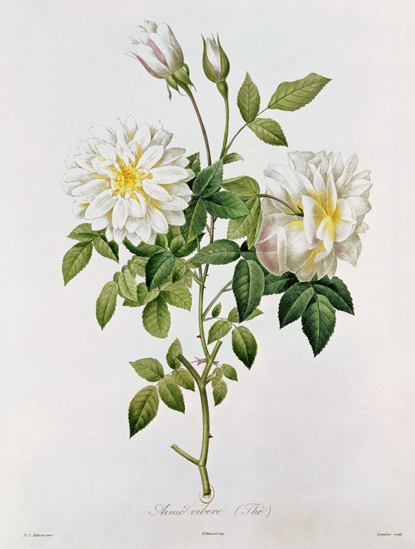 Aime Vibere (Tea) ; engraved by Eustache Hyacinthe Langlois (1777-1837) coloured engraving) van (after) Pierre Joseph Redoute