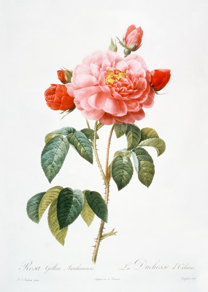 Rosa Gallica Aurelianensis; engraved by Eustache Hyacinthe Langlois (1777-1837) van (after) Pierre Joseph Redoute