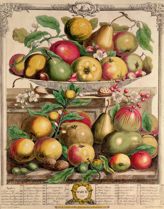 March, from ''Twelve Months of Fruits'', Robert Furber (c.1674-1756) ; engraved by  Henry Fletcher,  van (after) Pieter Casteels