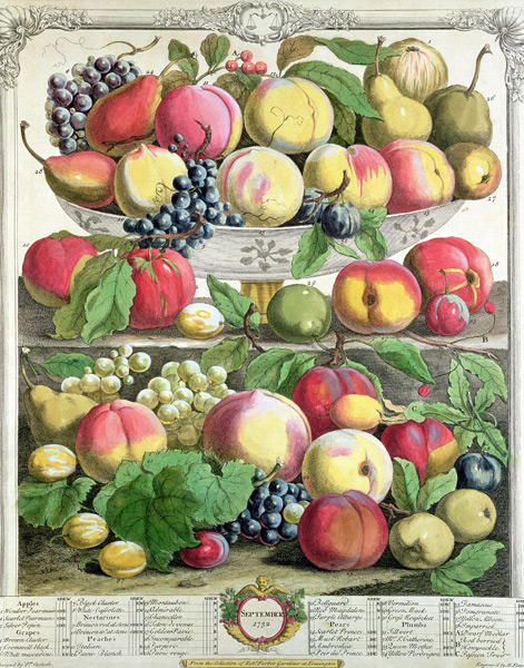 September, from ''Twelve Months of Fruits'', Robert Furber (c.1674-1756) ; engraved by  Henry Fletch van (after) Pieter Casteels
