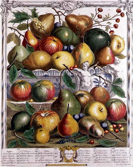 January, from ''Twelve Months of Fruits'', Robert Furber (c.1674-1756) ; engraved by  Gerard Vanderg van (after) Pieter Casteels