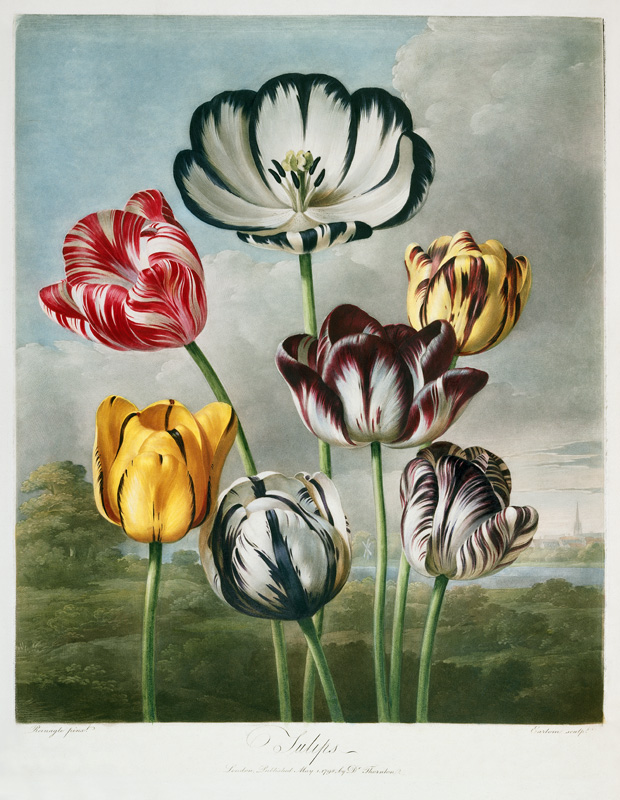 Tulips van (after) Robert John Thornton