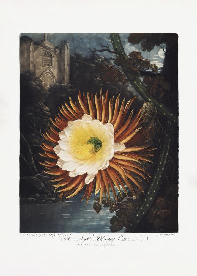 The Night–Blowing Cereus from The Temple of Flora (1807)