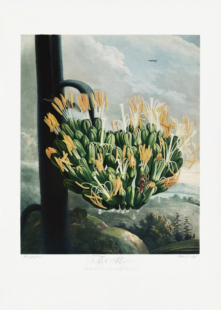 The Aloe from The Temple of Flora (1807) van (after) Robert John Thornton