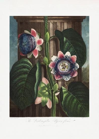 The Quadrangular Passion Flower from The Temple of Flora (1807)