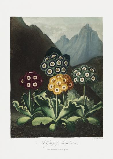 A Group of Auriculas from The Temple of Flora (1807)