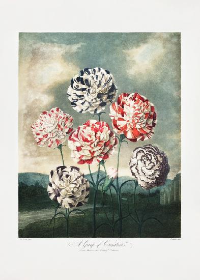 A Group of Carnations from The Temple of Flora (1807)