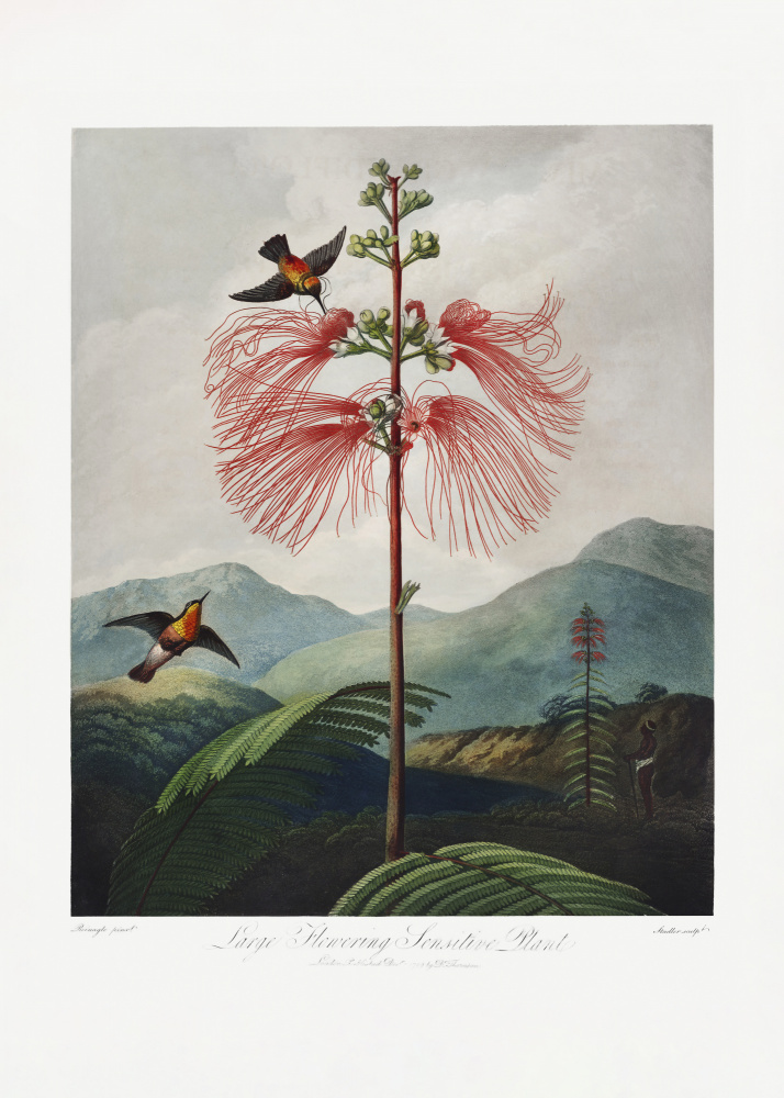 Large–Flowering Sensitive Plant from The Temple of Flora (1807) van (after) Robert John Thornton