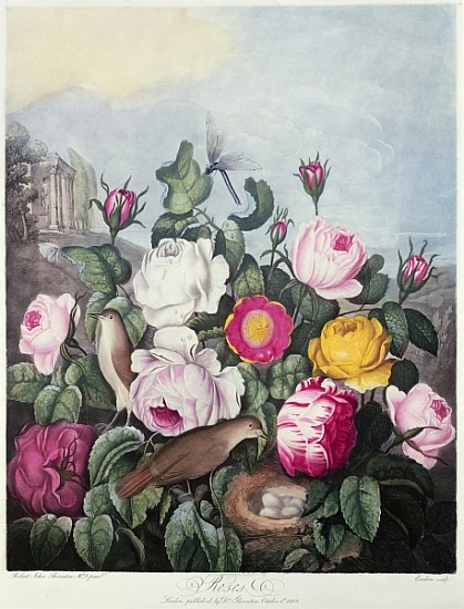 Roses; engraved by Earlom, from ''The Temple of Flora'', by Robert Thornton, pub. 1805 van (after) Robert John Thornton