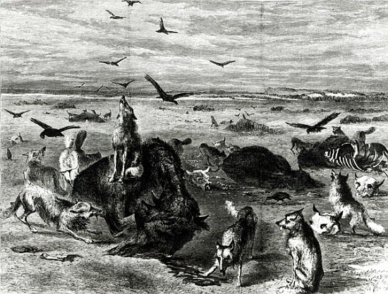 Slaughter of Buffaloes on the Plains, from Harpers Weekly 1872 van (after) Theodore Russell Davis