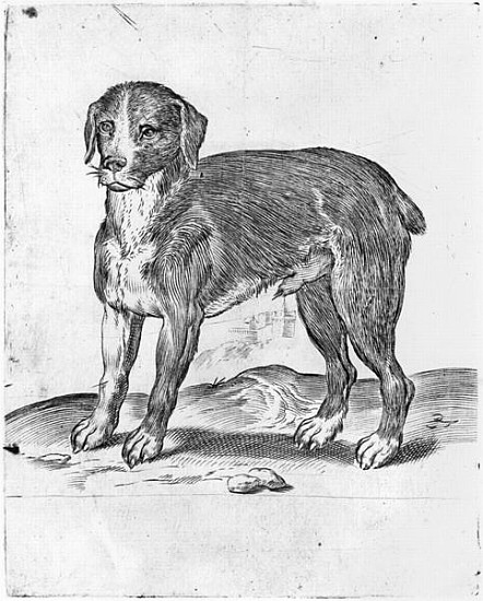 Dog van Agostino Carracci