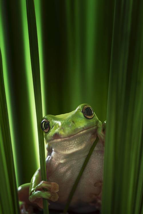 Green Frog van Ahmad Gafuri