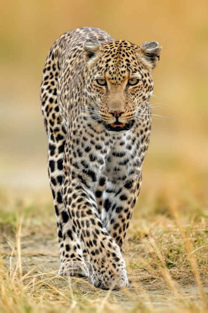 leopard van Ahmed Elsheshtawy