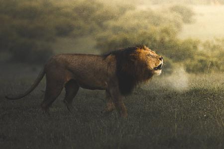 Foggy Lion