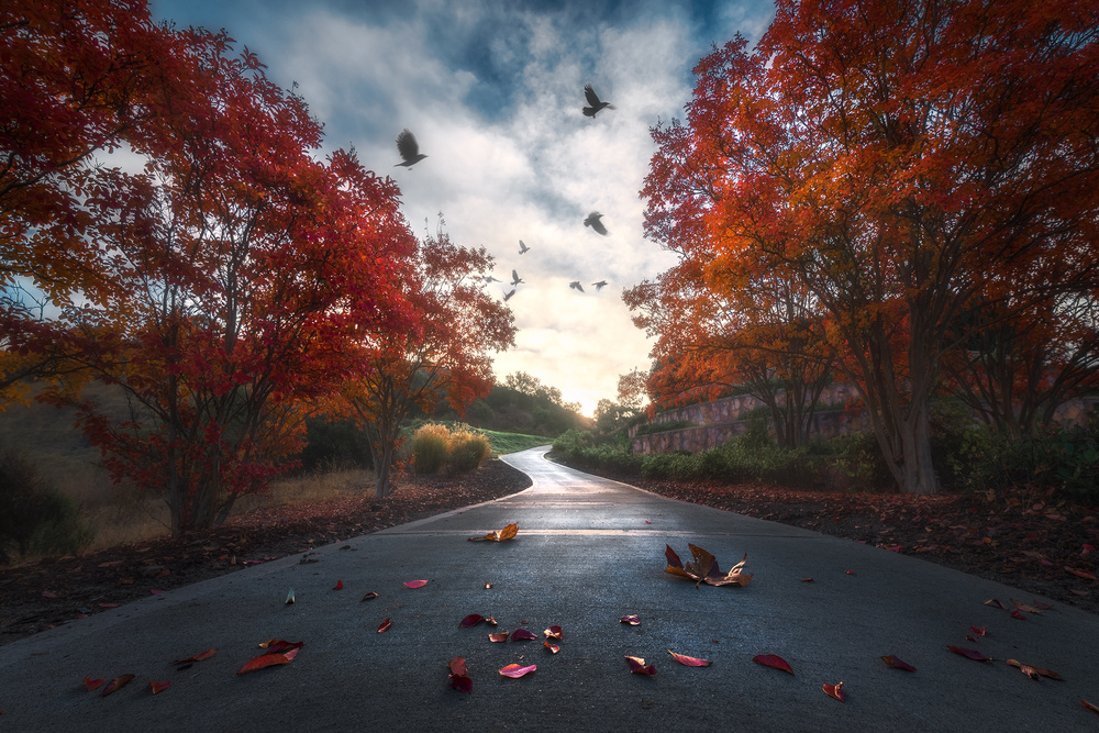 Fall Colors van Aidong Ning