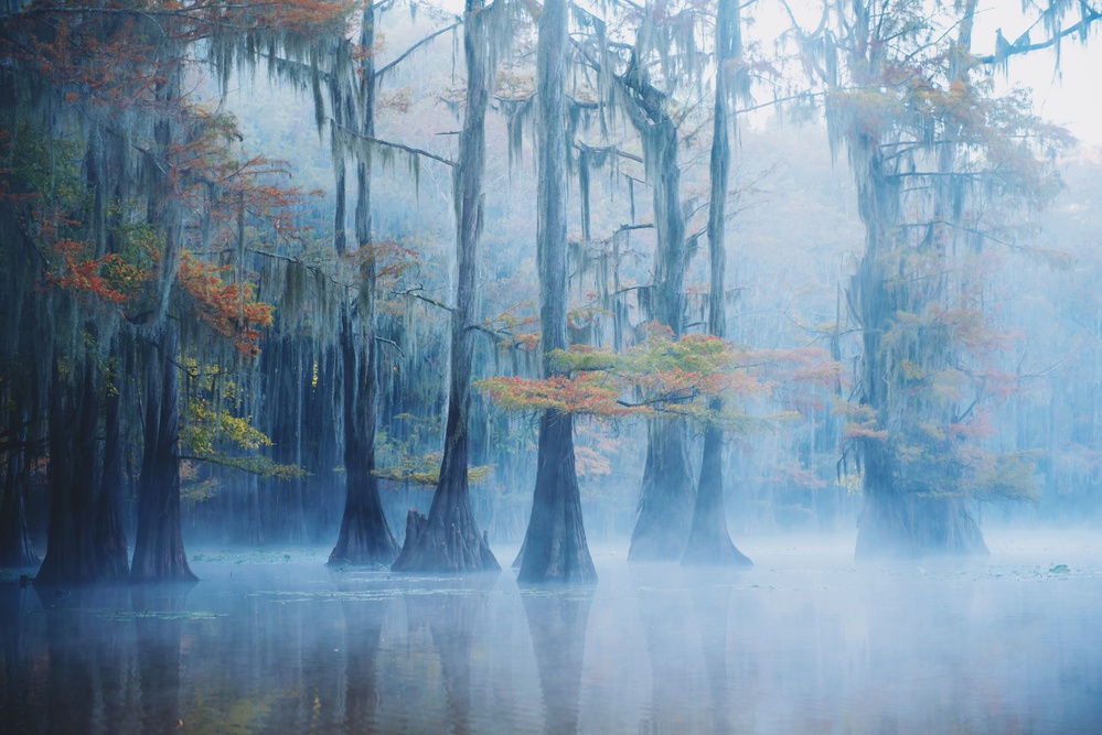 Foggy Swamp Morning van Aijing H.