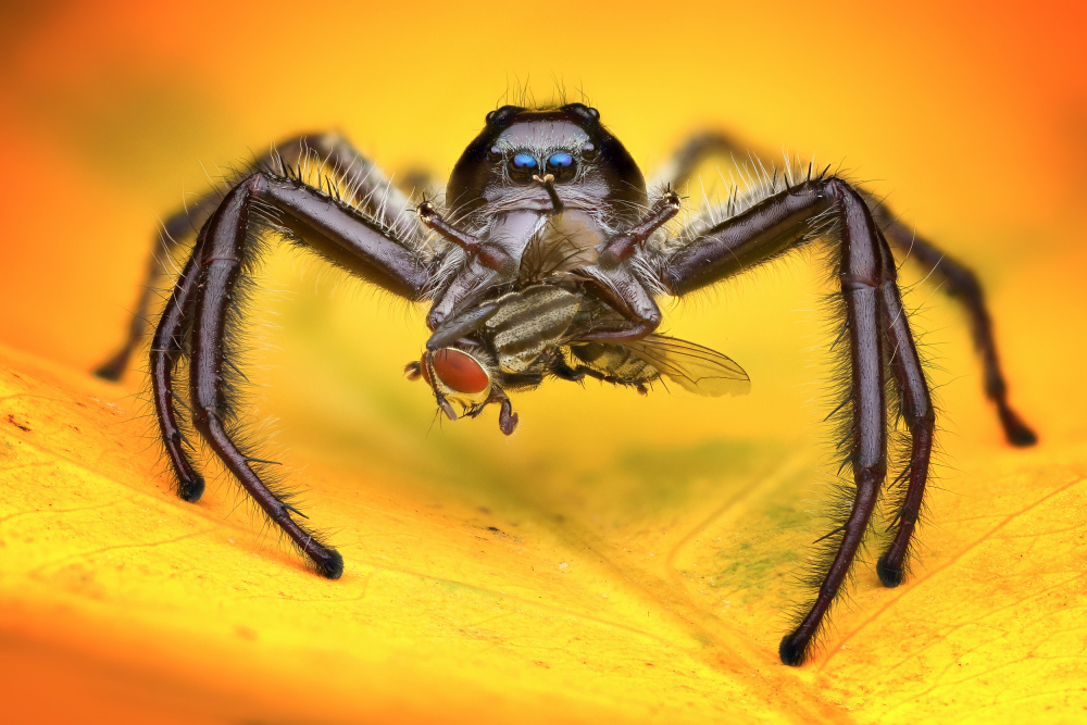 Gigantius Jumping Spider van Ajar Setiadi