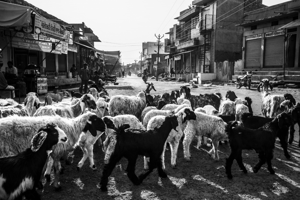 A Flock of Sheep in Rohet Village van Ajit Rana
