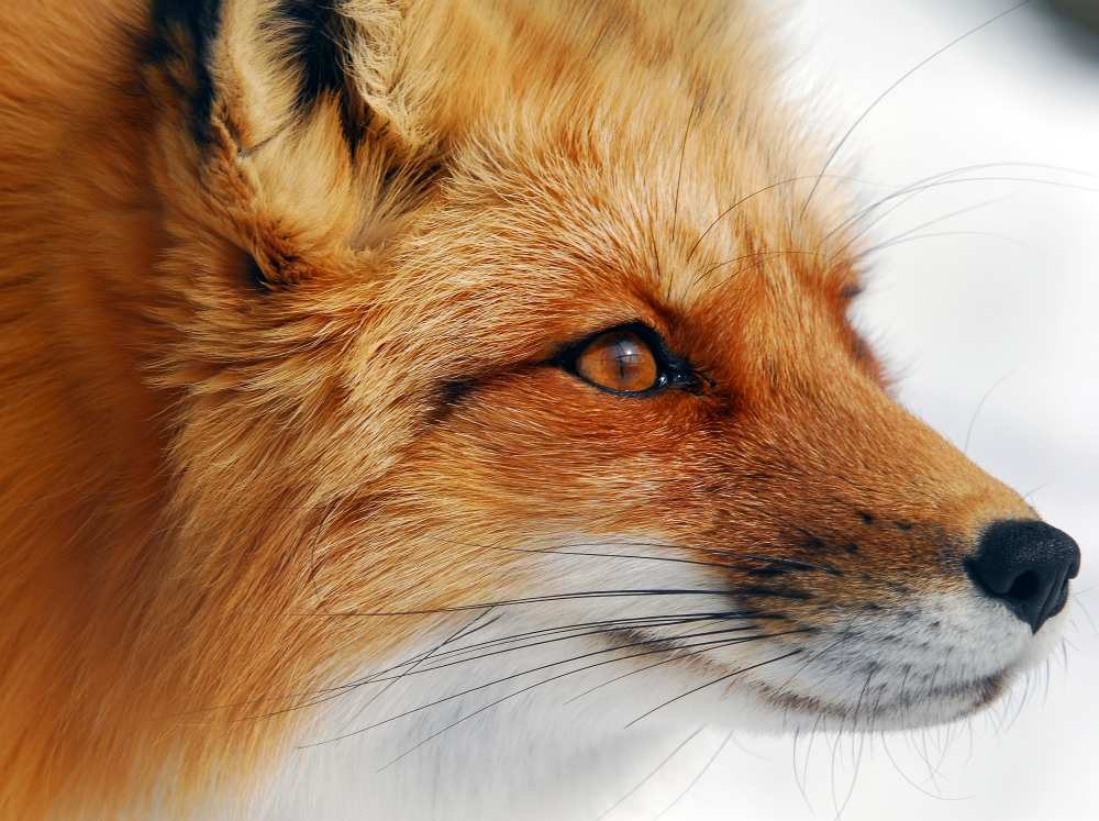 Red Fox van Alain Turgeon