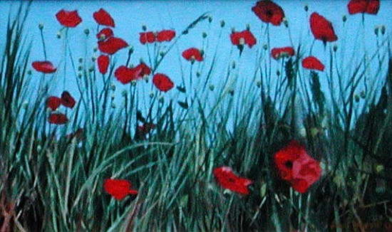 Poppies, 2002 (oil on canvas)  van Alan  Byrne