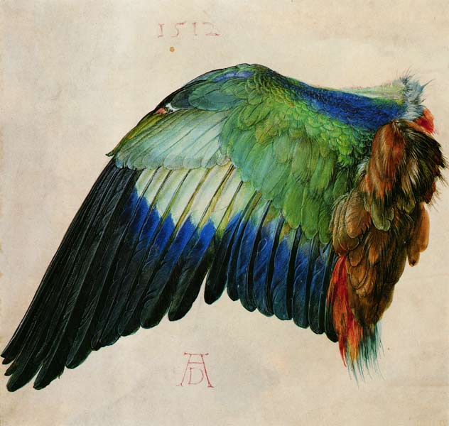 Flügel einer Blauracke van Albrecht Dürer