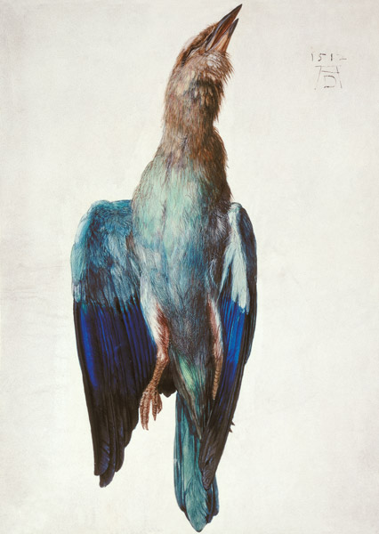 Hooded crow van Albrecht Dürer