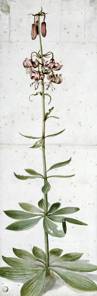 Turks cap lily van Albrecht Dürer