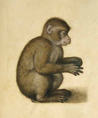 A Monkey (w/c & gouache on paper) van Albrecht Dürer