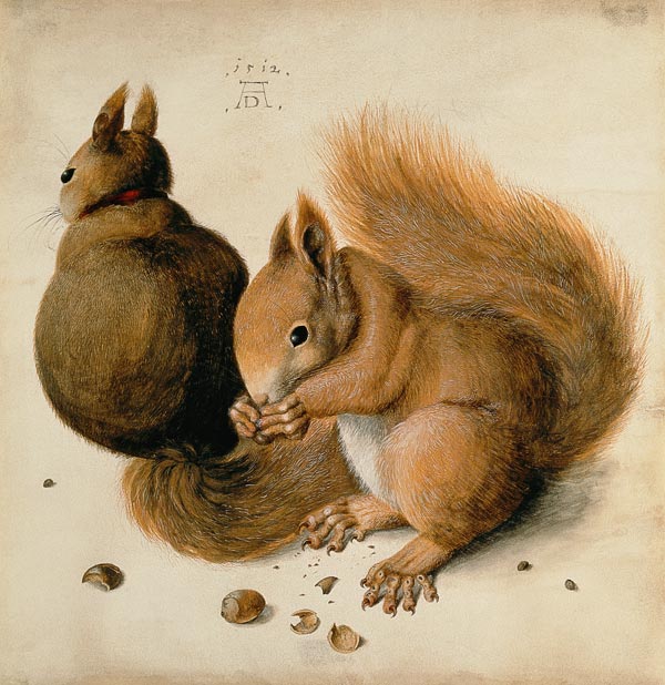 Eekhoorns  van Albrecht Dürer